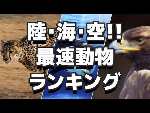 世界で最も速い動物トップ 10 🌍