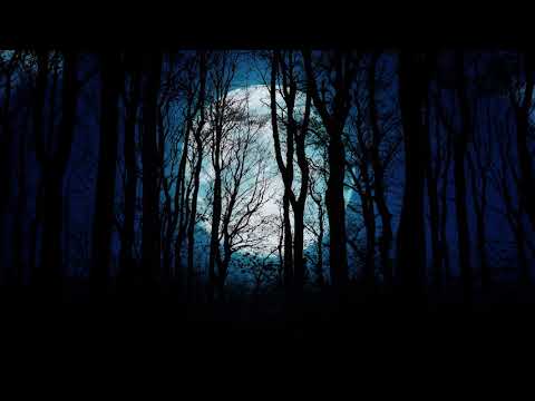 download lagu mp3 mp4 Night Jungle Wallpaper, download lagu Night Jungle Wallpaper gratis, unduh video klip Night Jungle Wallpaper