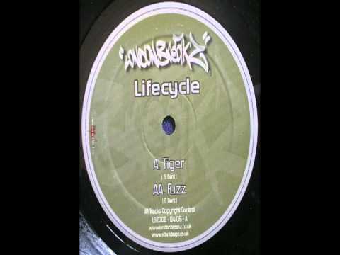 Lifecycle - Tiger