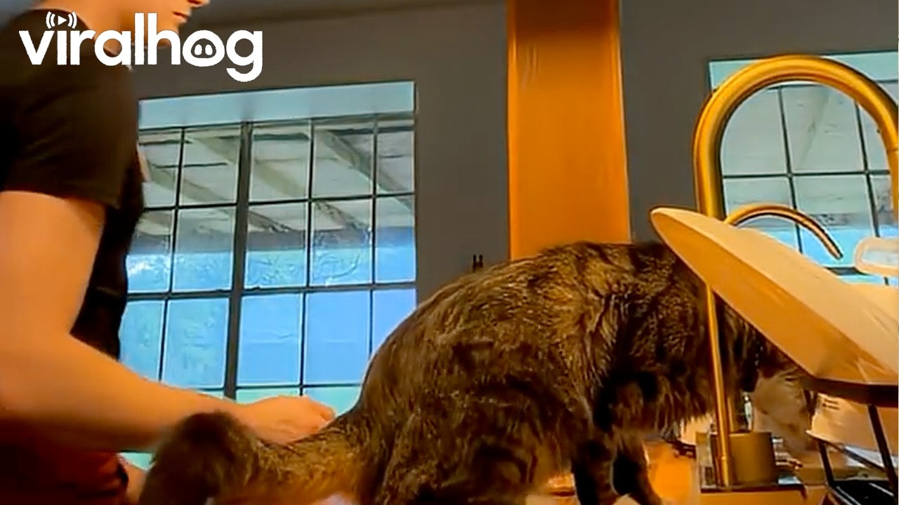 Cat Backspaces Off Counter || ViralHog