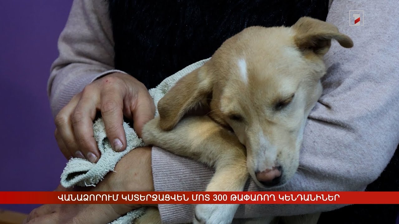 Վանաձորում կստերջացվեն մոտ 300 թափառող կենդանիներ