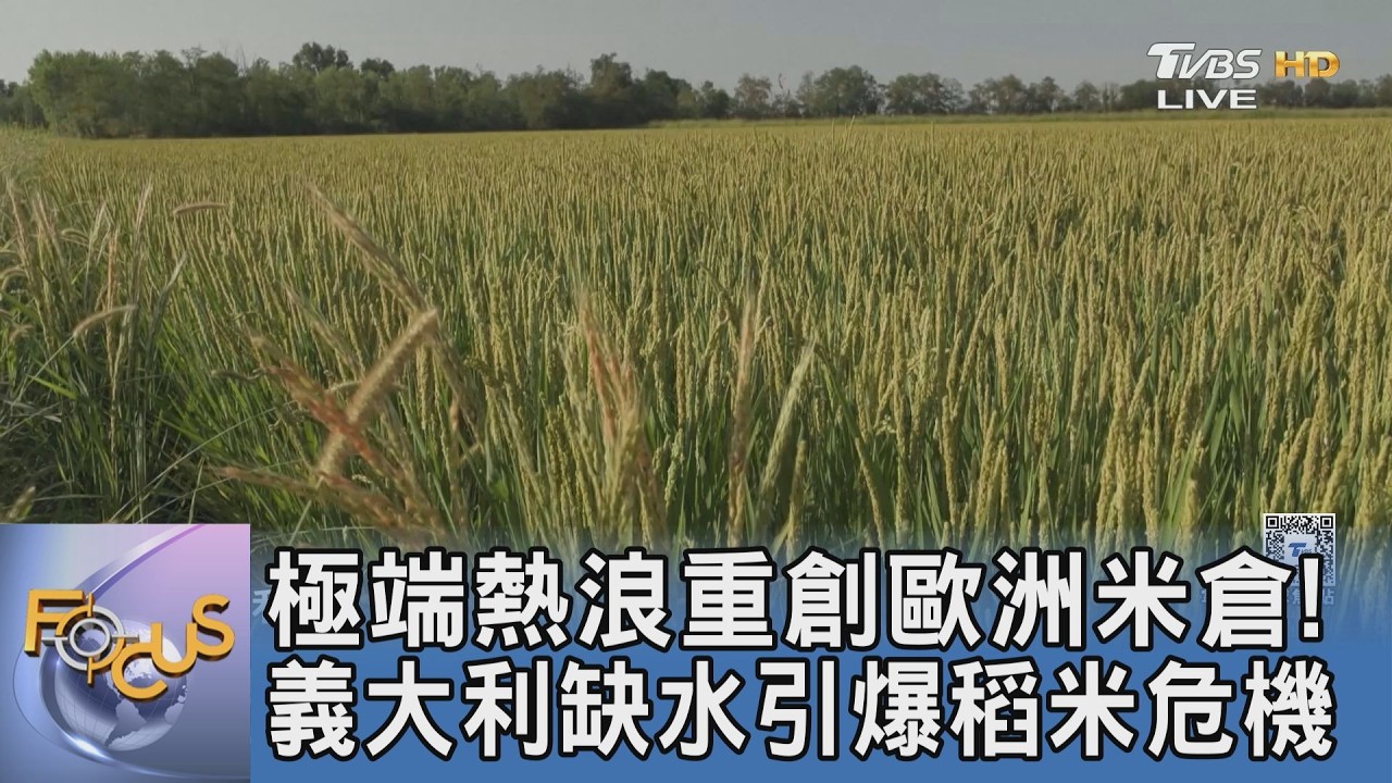 極端氣候重創歐洲米倉！義大利熱浪逼出稻米乾旱危機