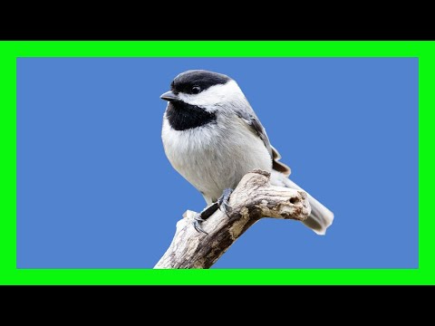 Sýkorka karolínska (Poecile carolinensis) — spev a hlas v prírode