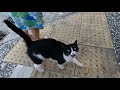 Tuxie The Cat Started Meowing Excitedly When She Saw Us