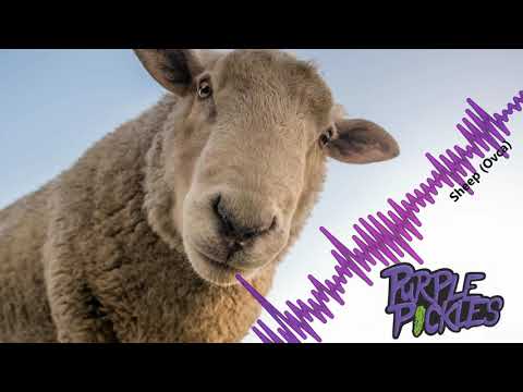 Purple Pickles - Purple Pickles - Sheep (Ovca)
