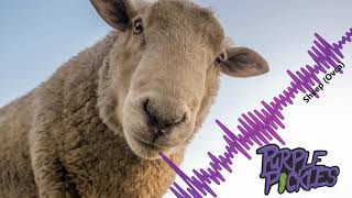 Video Purple Pickles - Sheep (Ovca)