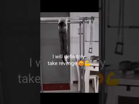 Cat's Epic Revenge!  #cat #cats #catlover #catvideos #catshorts #catfunny #funny