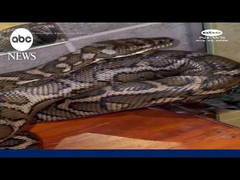 Carpet Python breaks glass after sneaking into bathroom