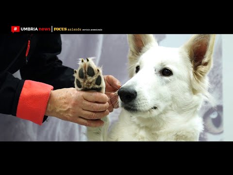 download lagu mp3 mp4 Pastore Tedesco Bianco, download lagu Pastore Tedesco Bianco gratis, unduh video klip Pastore Tedesco Bianco