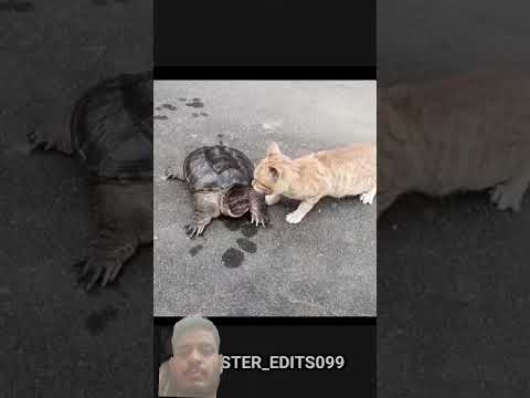 subscribe please 🙏 #funny #cat #memes #animals #cute #catmeme #usacontent