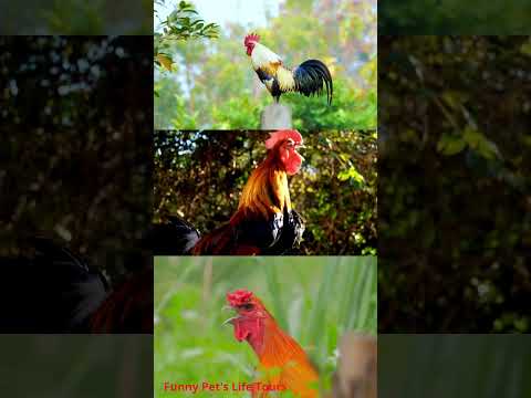 The biggest roosters compilation - Crowing roosters of more than 100 heritage chicken breeds! 2024