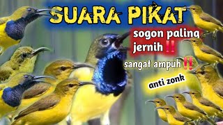 Download lagu suara pikat sogon paling jernih @jahidchannel5459  mp3