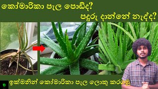 ඉක්මනින් කෝමාරිකා පැල ලොකුකරගමු | How to grow Aloe Vera in Sinhala