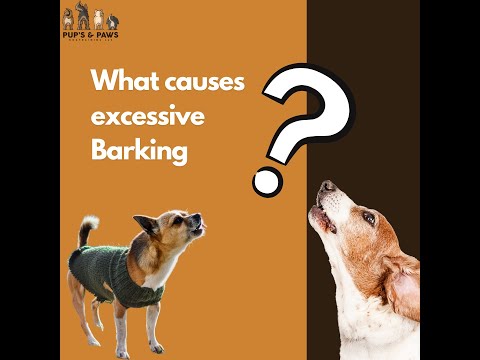 Pups and Paws Dogtraining LLC video.