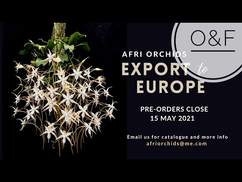 Afri Orchids European Export | 15 May 2021