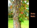 Scott Joplin: Bink's Waltz