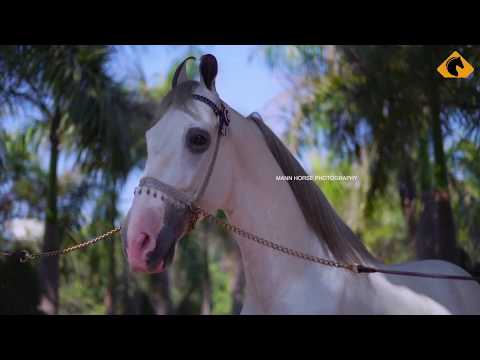 , title : 'Guia de raças#05-O cavalo Marwari'