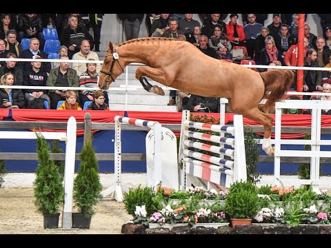 Carlson Blue b (Chacco Blue / Carthago / Quick Star)