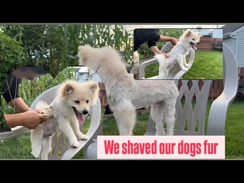How to groom your dog at home , Pomeranian #Pomeranian #grooming 