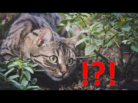 The cat eats ants!? Why?