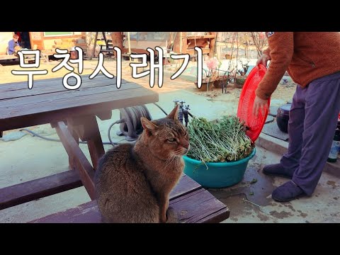 봄 맞이 텃밭 관리하고 무청시래기 삶아서 고등어조림, 시래기밥