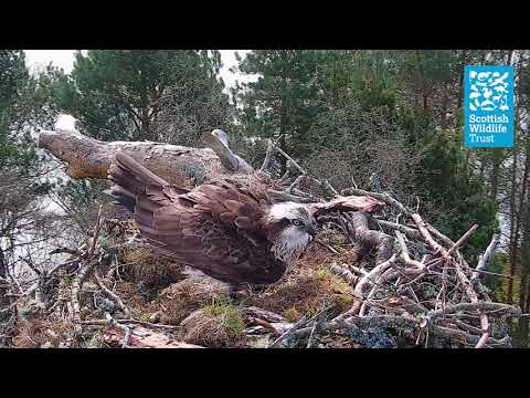 Female Osprey NC0 Lays Second Egg of the Season - Loch of the Lowes Webcam (2024)