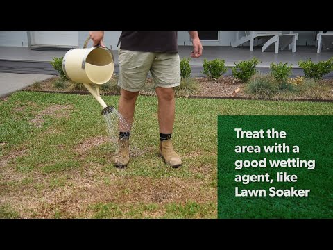 Dry, patchy lawn – What can you do about it?
