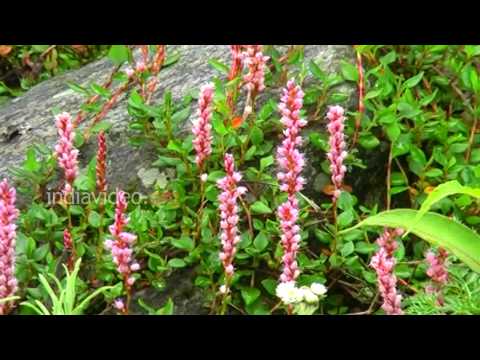 Himalayan Flowers  Valley of Flowers  Chamoli  Uttarakhand