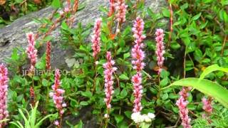 Himalayan Flowers in the Valley of Flowers, Uttarakhand