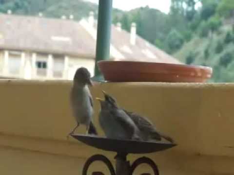 Spatzenmutter füttert ihre kleinen Spatzenkinder