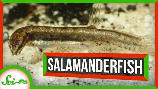 Instant Fish: Just Add Water | Salamanderfish