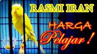 Download lagu 🕊️ IRAN STUDENT PRICE‼️Only here KONSLET 💥 WANTO CANARY JOGJA💥 NOVEMBER 30, 2025 mp3 Download lagu 🕊️ IRAN STUDENT PRICE‼️Only here KONSLET 💥 WANTO CANARY JOGJA💥 NOVEMBER 30, 2025 mp3