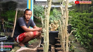 Download lagu Dijamin SUBUR Proses Tanam 16 Babon SERUT Menggunakan Media Pasir Kali Dengan Polibag (BONSAI MURAH) mp3