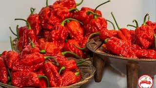 POD TEST 2014 : JIG SAW Pepper from FORDS FIERY FOODS