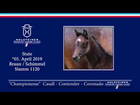 Fohlenauktion Hamburger Derby | Nr. 02 - Championesse v. Casall-Contender