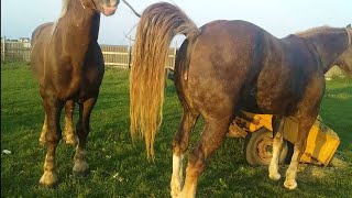 This is what a stallion is for in a herd.