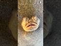 Northern Stargazer ☠️ Terrifying Creature HIDDEN Below!