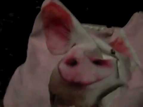 rossett christmas carols