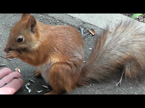 🐿293🐿 У крошки хороший аппетит  🌰 🌰 🌰 🥕 🥕 🥕  🍏🍏🍏 🐿