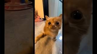 funny cat #cat #funny #fyp #youtubeshorts #ytshorts #catvideos #catshorts #cats #fypシ #cute #memes