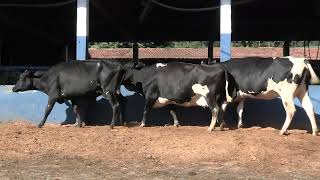 Vídeo 191 - 1ª ETAPA MEGA LIQUIDAÇÃO TOTAL AGROPECUÁRIA MARAJOARA - DIA 4 | GADO GIROLANDO E HOLANDÊS