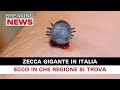 Zecca Gigante In Italia: Ecco In Che Regione!