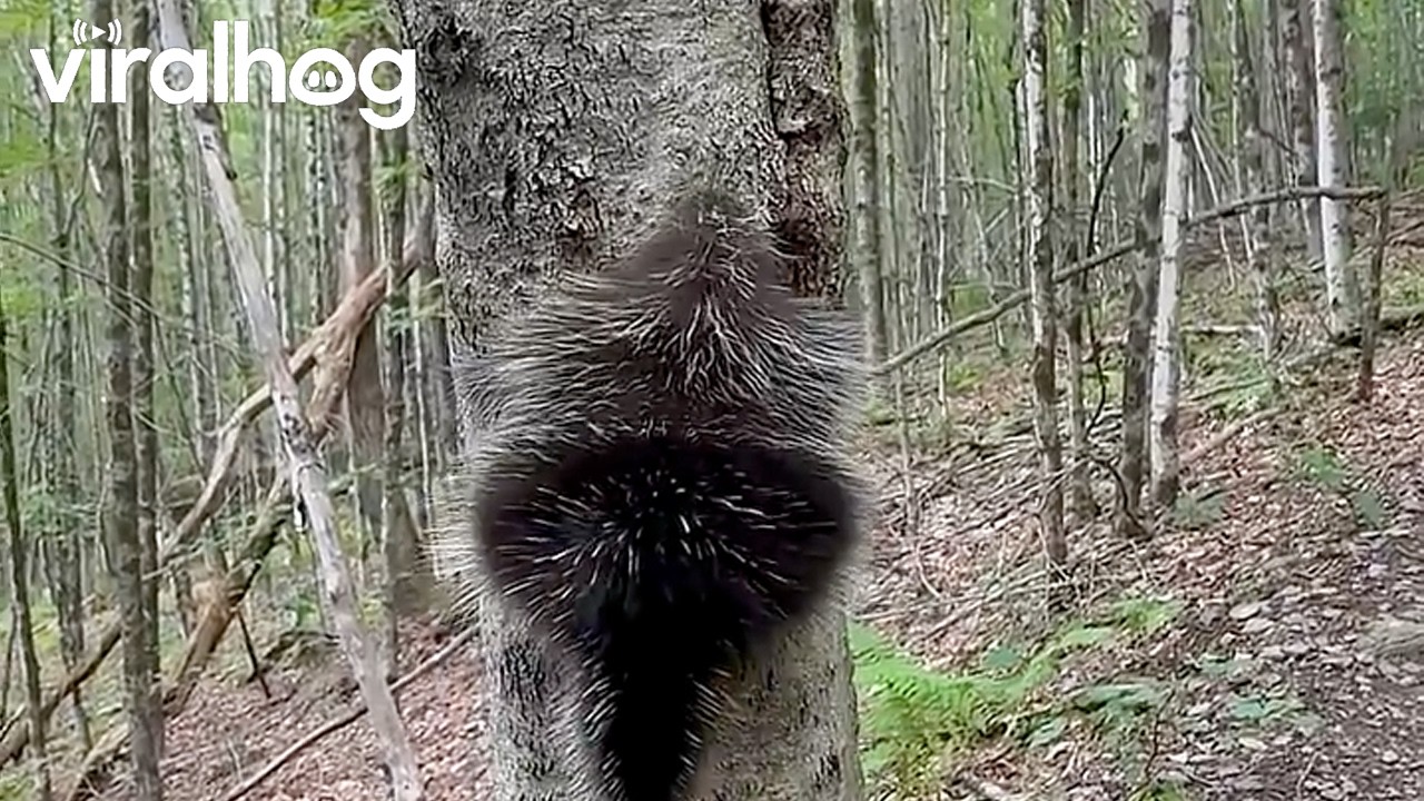 Baby Porcupine Falling Out of Tree || ViralHog