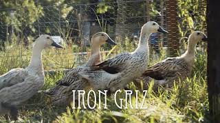 Iron Griz - Hyper Local - 2021
