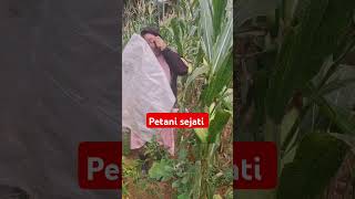 Download lagu petani sejatih #shots  #kebun #jagungrebus #panen mp3