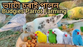 Download lagu ভাটৌ চৰাই পালন । টিয়া পাখি পালন । Budgies bird farming । Budgies Parrot Farming । Budgerigar bird mp3