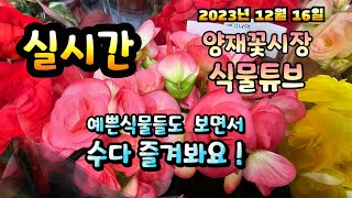 2023년 12월 16일 예쁜식물들 보면서 랜선으로 아이쇼핑하면서  수다즐겨봐요. #양재꽃시장 #식물튜브 #…