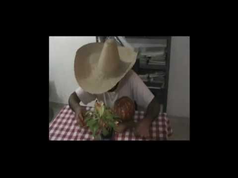 download lagu mp3 mp4 Alucinosis, download mp3 Alucinosis free downloadn, video klip Alucinosis