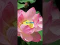 Top 10 Most Beautiful Flowers In The World Fantasticqueen