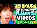 10 HOURS OF FLAMINGO TO FALL ASLEEP ROBLOX